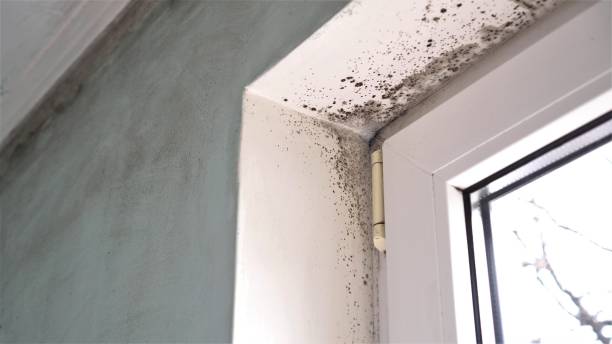 Mold Removal Process in Palmerton, PA