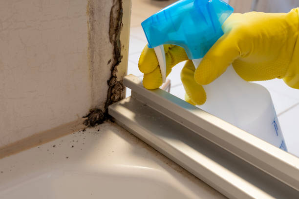 Best Mold Removal Process  in Lmerton, PA