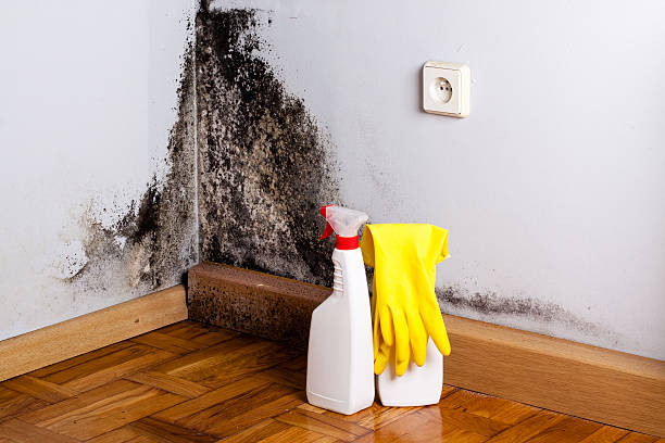Crawl Space Mold Removal in Palmerton, PA