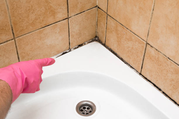 Best Fast Mold Removal  in Lmerton, PA